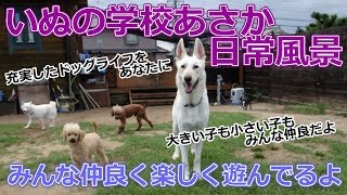 大阪府のドッグラン検索結果 無料 室内など 国内最大級 ドッグラン条件検索 口コミ