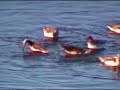 Phalaropes Spinning