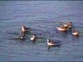 videos de Phalaropes Spinning