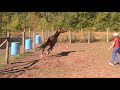 Scandalous Legacy - Arabian Stallion