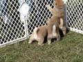 The Rhyme Time Litter Discovers Grass
