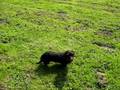 videos de catootje de teckel in gelukkiger tijden
