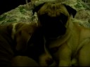 Pit bull and Pug show brotherly love Pit bull and Pug show brotherly love