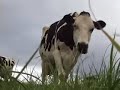 Cows grazing in late June