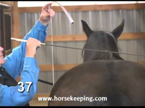 how to measure height of a horse