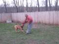 TITO - BAN DOG PROTECTION