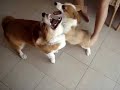 Benny and Dopey the puppy