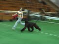 Afghan Hound Sunward Phil Afghan Hound Sunward Phil