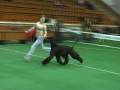 Afghan Hound Sunward Phil