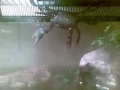 Spider-CRAB czyli szalony Draki