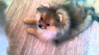 Zwergspitz Pomeranian for Sale zu Verkaufen