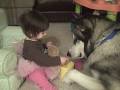 baby and giant alaskan malamute dog