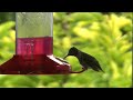 Dear Toronto #23 - Hummingbird Dear Toronto #23 - Hummingbird
