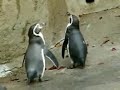 manchot de humboldt humboldt penguin