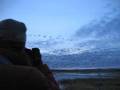 44,000 really loud birds at Bosque del Apache