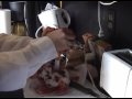 Animal Hospital Animal Hospital