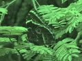 Por que é proibido pisar na grama? Por que é proibido pisar na grama?
