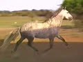 Electrizar Andalusian Horse Stallion at Stud