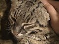 Rascal the geoffroy\ Rascal the geoffroy\
