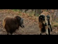 Darling Companion (2012) HD 1080P