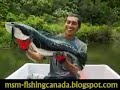 Big Fish Toman