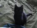 goofy cat