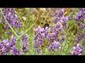 Bumble Bee on Lavender [FX35,makro,HD] | Hummel auf Lavendel