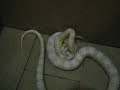Corn Snake Eating Mouse