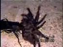 vespa parasitóide - aranha caranguejeira