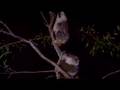 Ronnie-Johns-Koala-S