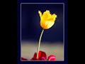 Noor Jahan - (Ghazal) - Main Ne Ek Aashiyan