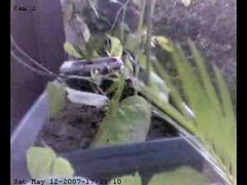 how to grow kudzu