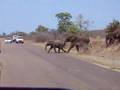 Elephants Crossing the Road 