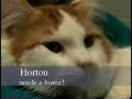 Perfect Pets Montage