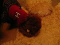トイプードル動画
