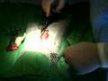 Dog Spay Part 2