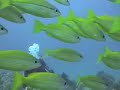 AUSTRALIA 4 - Diving in the Great Barrier Reef