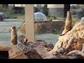 東武動物公園のカルテット・ミーア