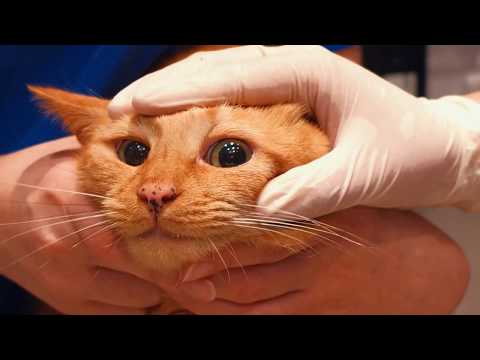 How to clean a cat's eyes