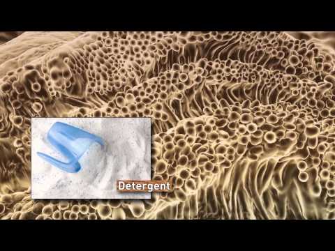 how to isolate acetobacter xylinum