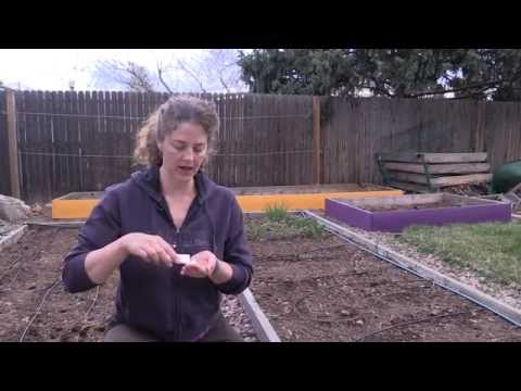 The Easy Way to Plant Carrot Seeds