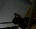 jorge alias (PORKI) DESTROZADO EL ASFALTO