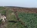 videos de czereda?