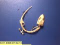 Unbelieveable!! Whole gecko rapidly eaten by ants!