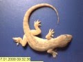 Unbelieveable!! Whole gecko rapidly eaten by ants!
