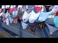 Panties across the Bridge