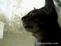 Barking Cat
