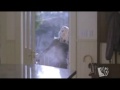 Black Sash Promo 2