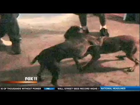 pitbull fights