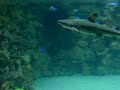 Tiburones pequeños en Palma Aquarium Tiburones pequeños en Palma Aquarium